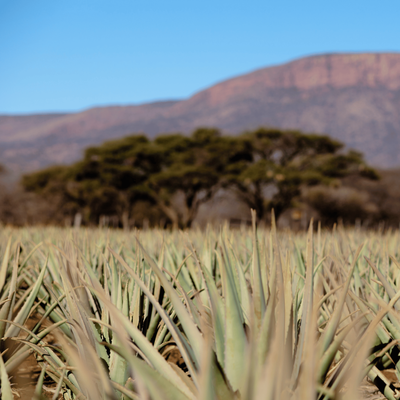 aloe proudly grown in south africa